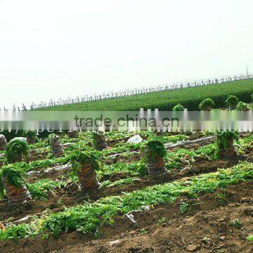 2011 NEW CROP red carrot
