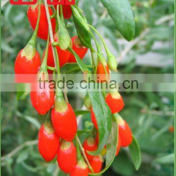 EU Standards Goji Berry in Low pesticide(BRC, KOSHER, ISO22000, ISO9000)Goji Berry