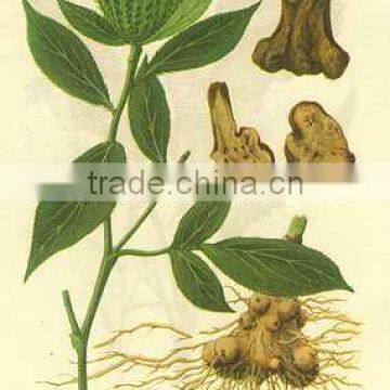 White Atractylodes Extract Powder