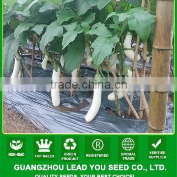 JE04 Baixue Pure white brinjaul seed, hybrid eggplant seeds f1