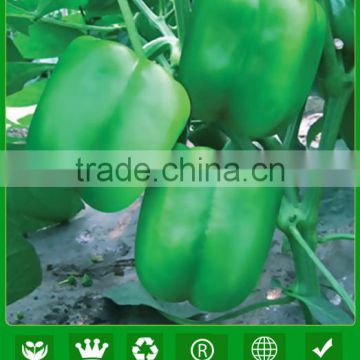 JSP14 Hulun high disease resistant f1 hybrid green sweet pepper seeds,capsicum seeds