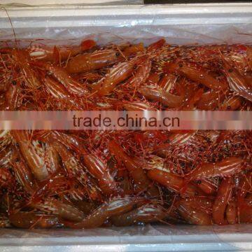 Live Spot Prawn photo-2