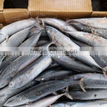 Frozen Fish Bonito/ Skipjack/ Tuna Whole Round 200g+ photo-3