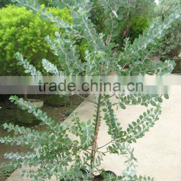 acacia podalyriifolia shrubs tree