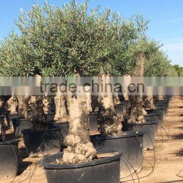 Olive Tree - Olea Europaea "Hojiblanca" photo-4