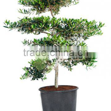 Olive Tree - Olea Europaea "Mini-Pompon" photo-1