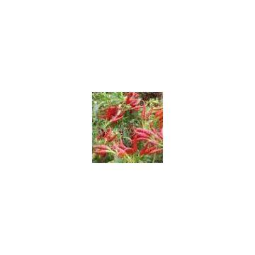 Capsaicin (Email: sales2@lgberry.com.cn)