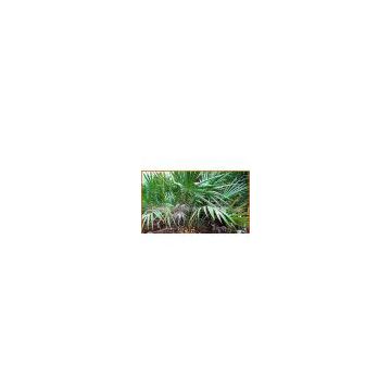 Saw Palmetto Extract