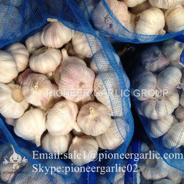 New Crop Fresh Chinese Normal White Garlic (5.0cm, 5.5cm, 6.0cm)Mesh Bag Or Box Packing photo-5