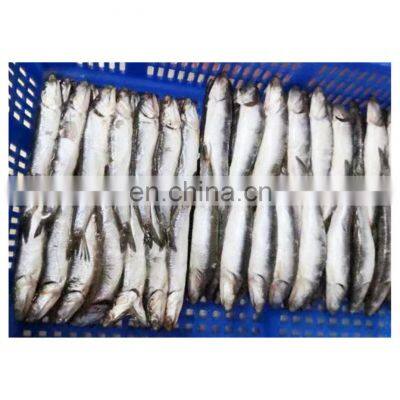 Good quality frozen anchovy fish block for processing