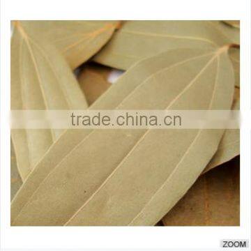 Cinnamomum Tamala photo-5