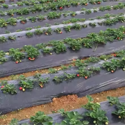 China Factory Wholesale Agriculture Growing Ground Cover Plastic Mulching Paper Sheet Agricultural Mulch Film photo-2