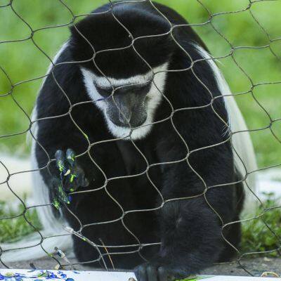 Wire Rope Mesh Knotted Mesh 304 Stainless Steel 3mm Cable Netting for Animal Fencing and Fall Protection With CE Certificate