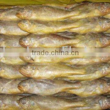 Whole Round Fresh Croaker Seafood Frozen Yellow Croaker