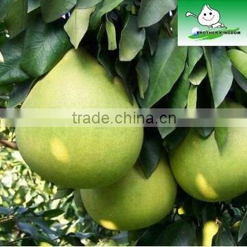 Sell fresh Pomelo from Jining Brother