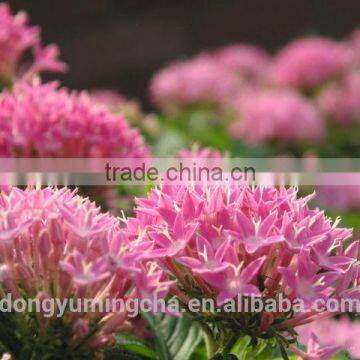 Rhodiola Rosea Extract