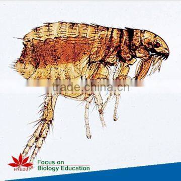 Zoology slides Individual microscope prepared slide