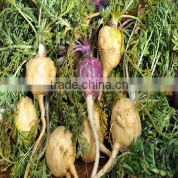 Maca Extract