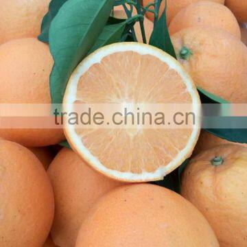 Fresh Gannan Navel Orange, Best Quality China Navel Orange photo-3