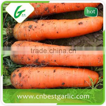 Bulk carrot supplier