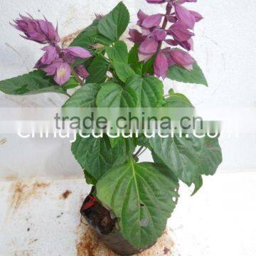 Seasonals - Salvia Splendens-(Pack of 12)