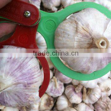 5.0~5.5cm fresh garlic exporting to dubai