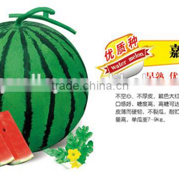 Chinese Hybrid F1 Red Watermelon Seed For Cultivation-Beauty F1