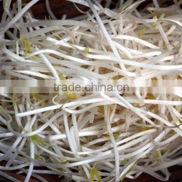 High quality mung Bean Sprouts from Vietnam Good Packaging for sale
