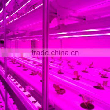 Greenhouse of Single Container Plant Factory photo-3