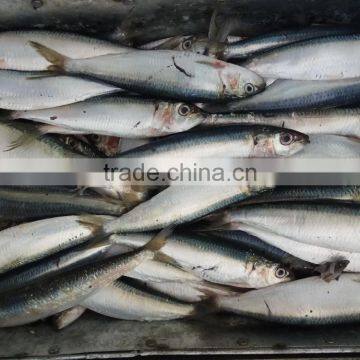 New Fish Seafood Sardine for Bait on Sale photo-2