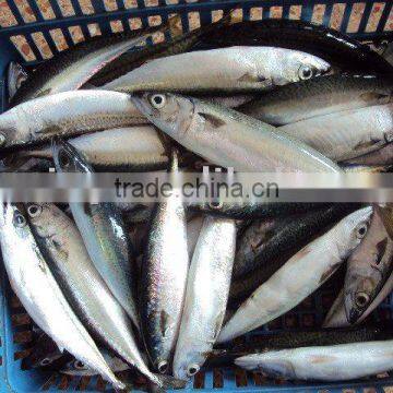Frozen Pacific Mackerel photo-2