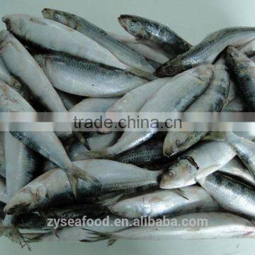 Frozen Fresh Sardine Fish photo-2