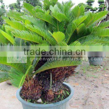 cycas revoluta multi-heads bonsai trees