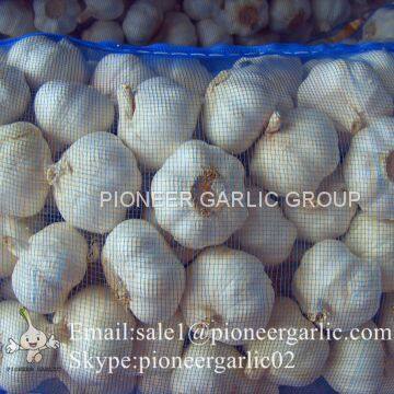 Chinese Natural 5.5cm Red Garlic Loose Packing In 20kg Mesh Bag