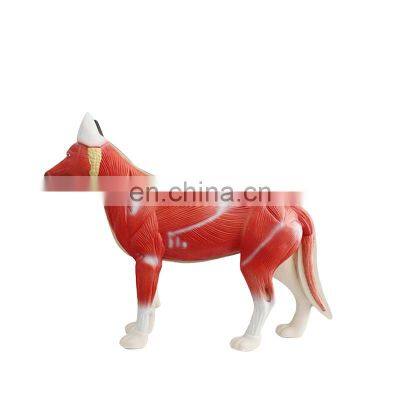 HC-R075 Medicl Science Series Animal Anatomical Models,Plastic Animal Teaching Anatomical Model Medical Science Veterinary Study