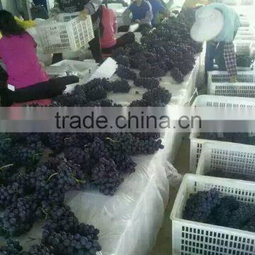Chinese Fresh Black Globe Grape photo-2