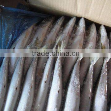 Frozen Mackerel for Bait photo-3
