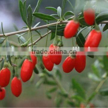 2015 Chinese Wolfberry Certified Organic Goji Berry