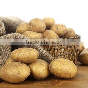 New crop China potato in carton