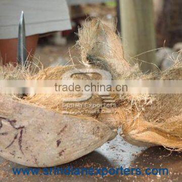 Fresh Coconuts Exporters From India