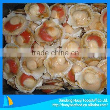 Frozen 8-10cm scallop