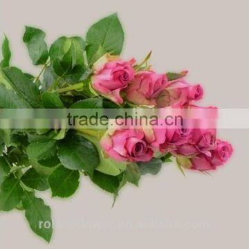 Colorful Top Quality Cut Fresh Violet Rose Flower photo-5