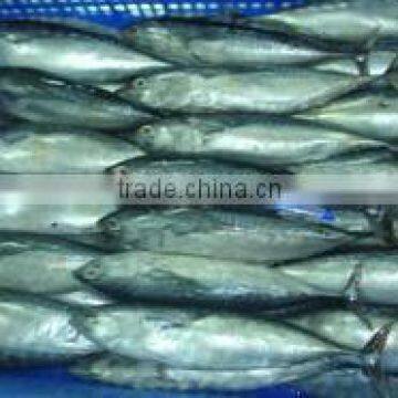 BULLET TUNA WHOLE ROUND