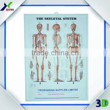 Human Skeleton Embossed 3D Anatomial Poster