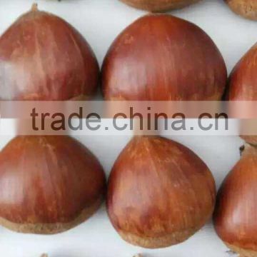 Sweet Chestnut , organic / common chestnut