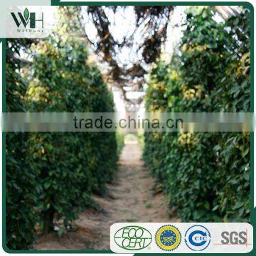 Kampot Strong Flavor Well Treated Black Pepper 550GL photo-5