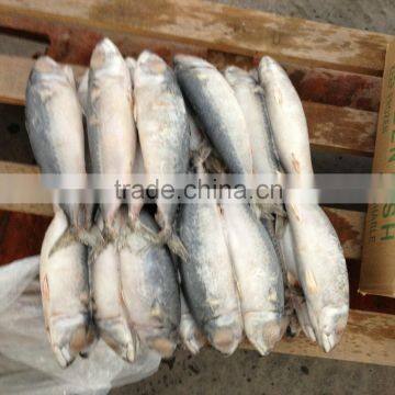 Pacific High quality new season frozen mackerel fish on sale