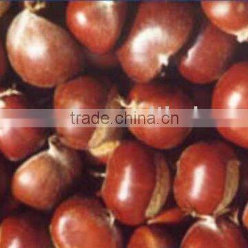 fresh chestnut 40-50 Dandong,China