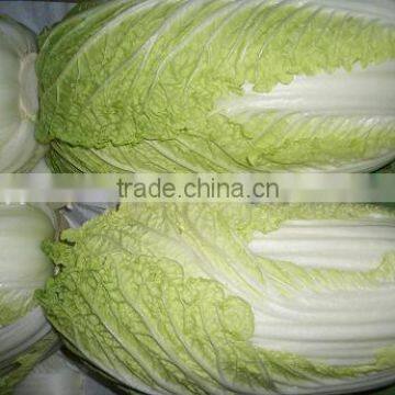 Fresh long Chinese cabbage best quality for exporting