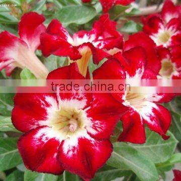 red pink white blooming Adenium obesum of outdoor indoor natural decorative ornamental plants